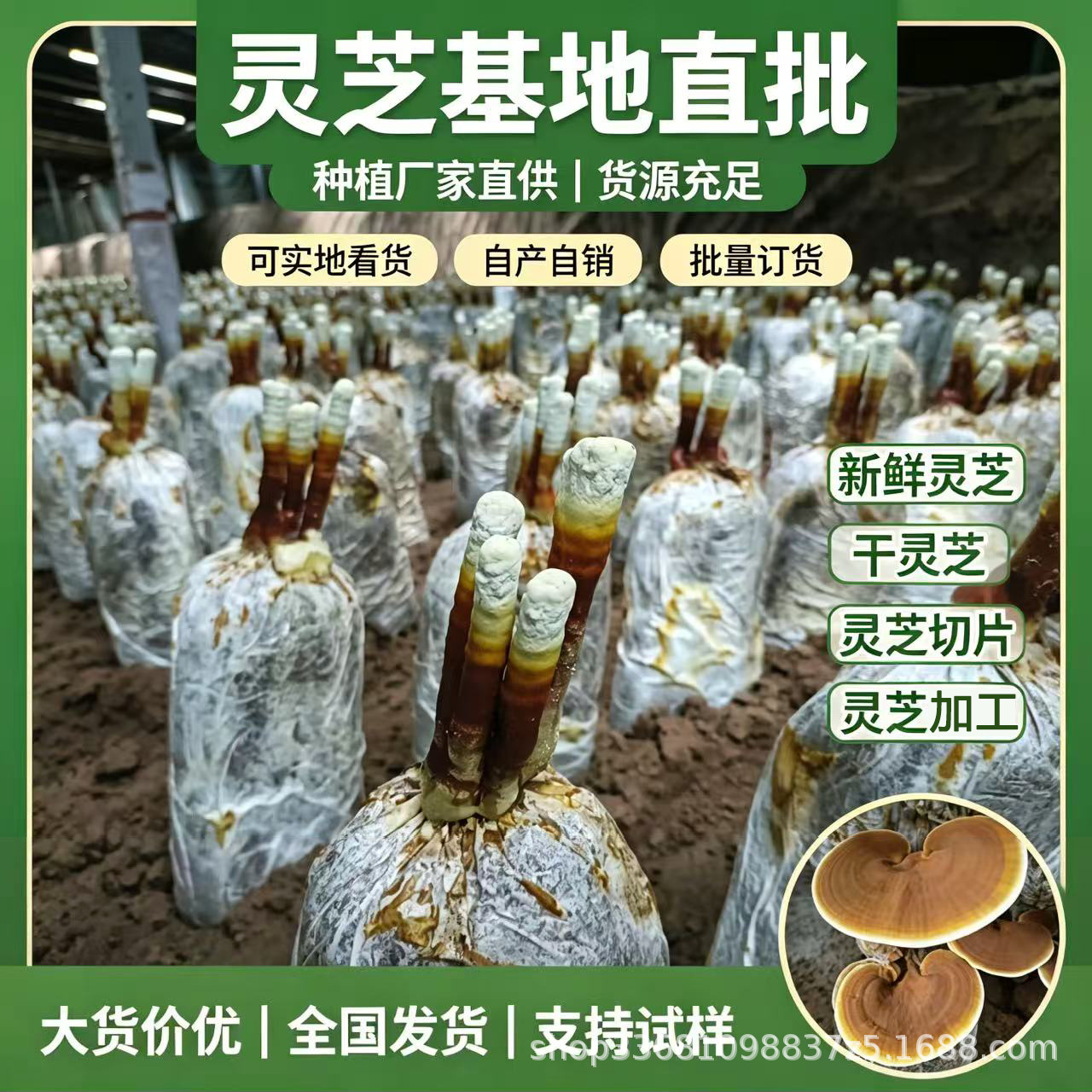 Live Reishi Mushroom Flower Grow Kit Edible Ornamental Lingzhi Cultivation Bag - Image 4