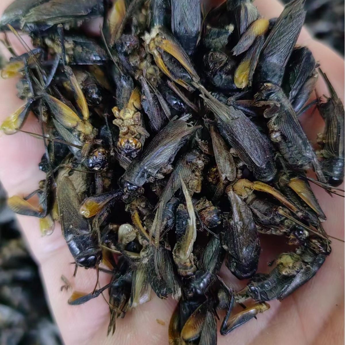 Cricket Dried (Gryllus testaceus) — Traditional Chinese Medicinal Herb, Bulk Dried Crickets - Image 3