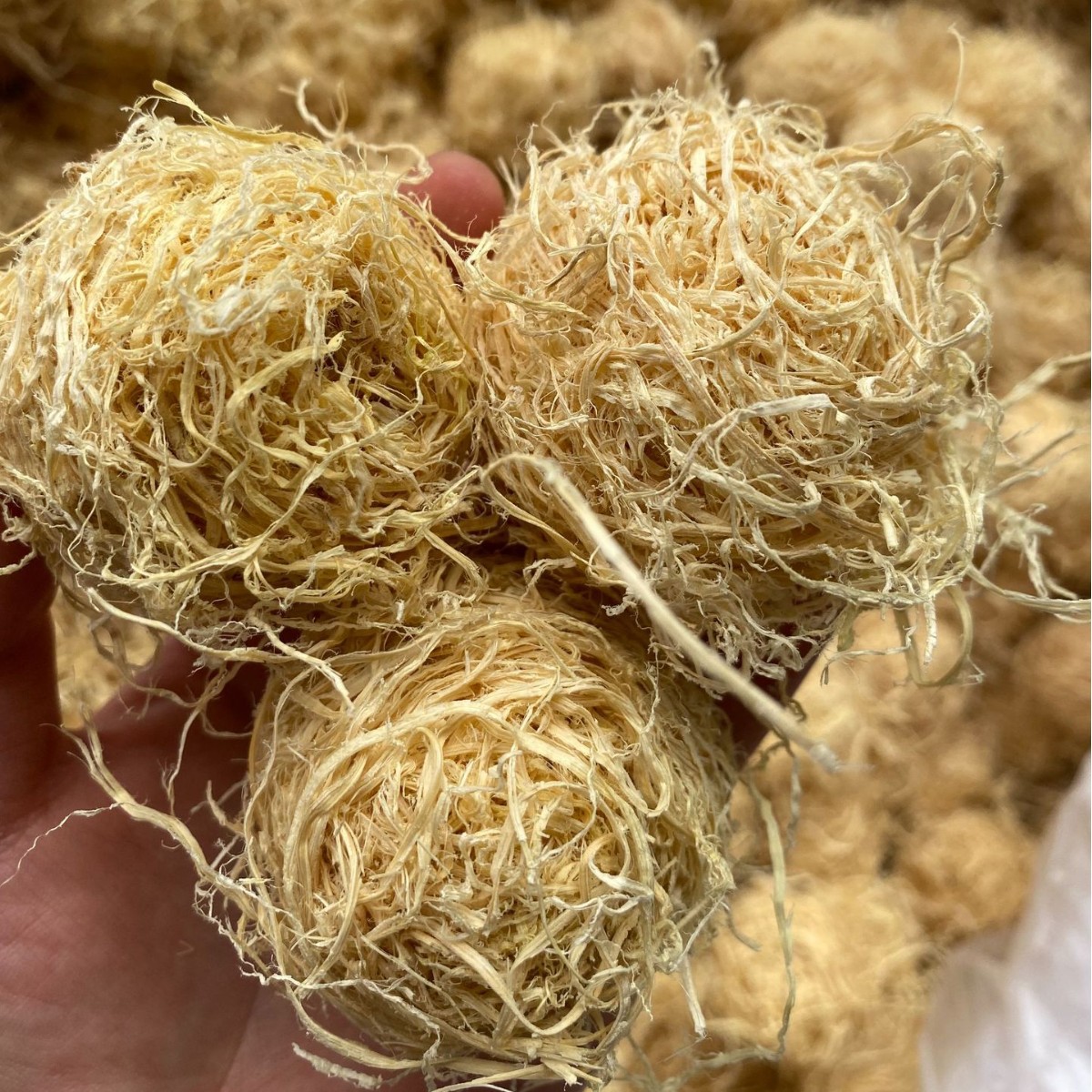 Zhu Ru (Bambusa tuldoides) — Dried Bamboo Shaving Balls, Food Herb for Tea & Soup - Image 5