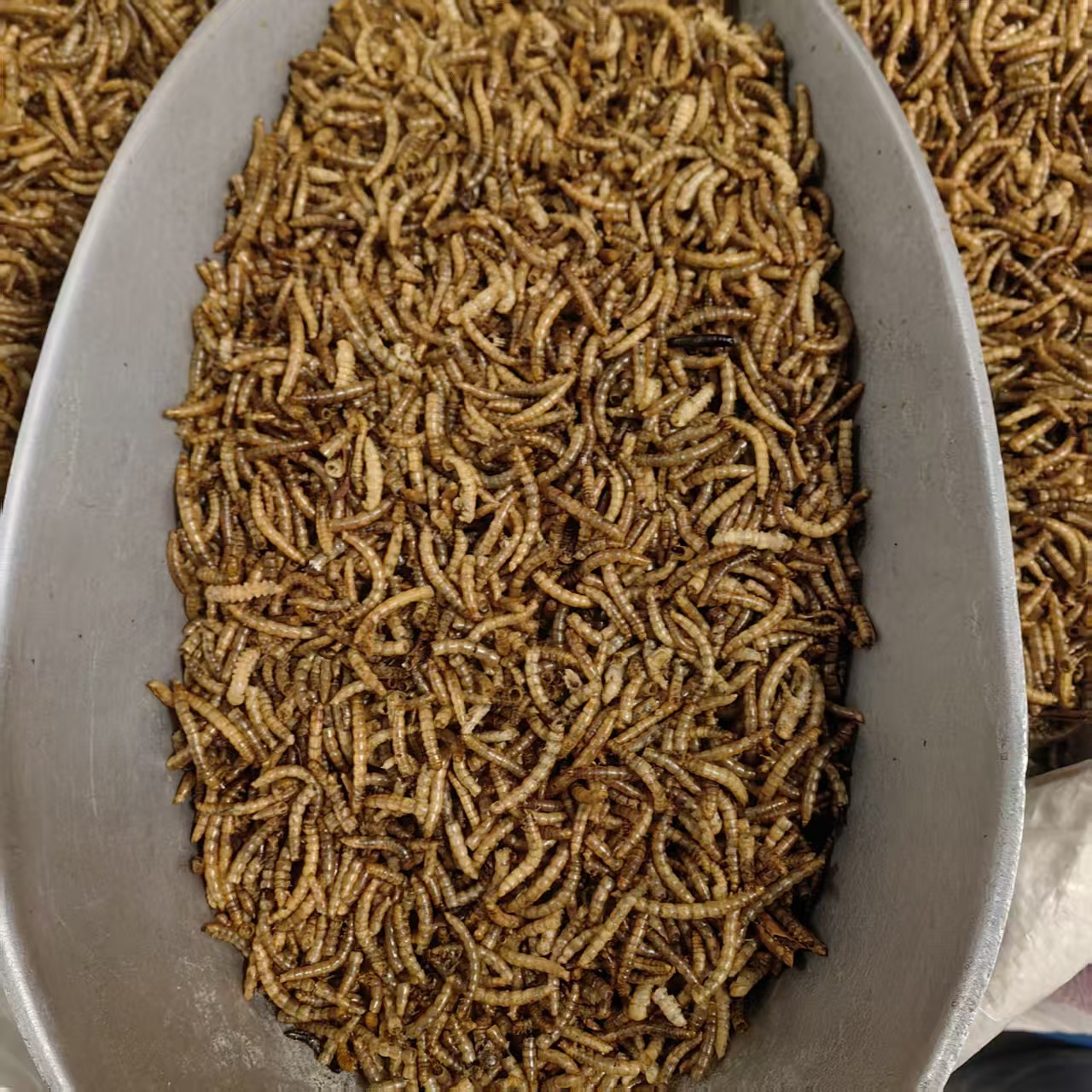 Dried Yellow Mealworms Tenebrio Molitor 500g Natural Sun Dried Feed for Ornamental Fish Birds and Hamsters - Image 3