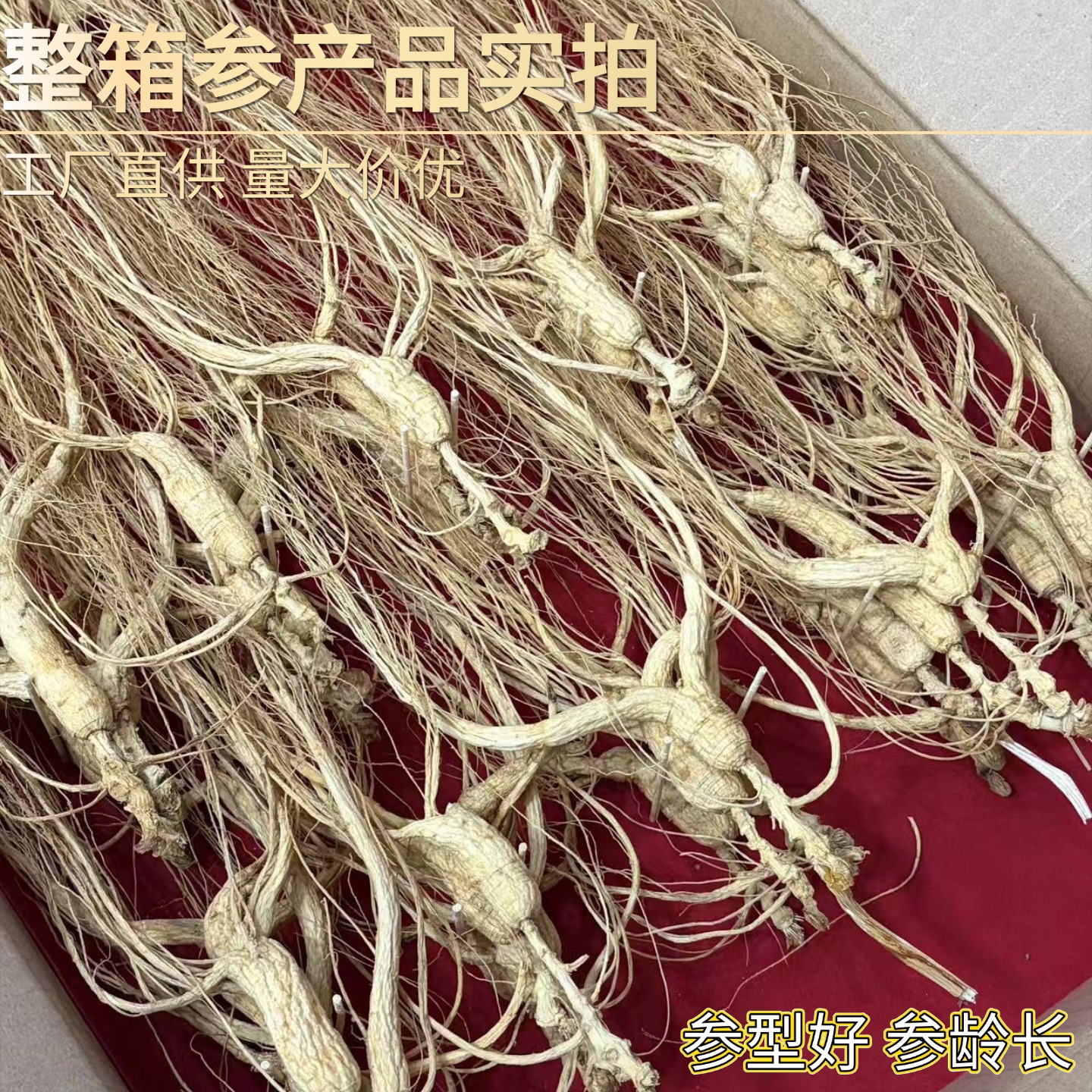 Dried Ginseng Roots 15-16 Years Jilin Grown Sun Dried Whole Roots for Cooking and Decoction - Image 2