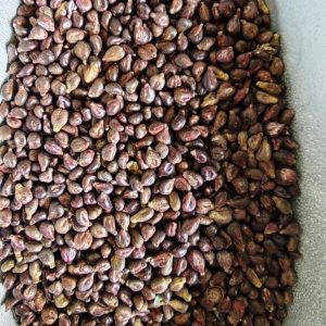 Grape Seed Powder (Vitis vinifera) — Food-Herb Botanical Powder, 500g