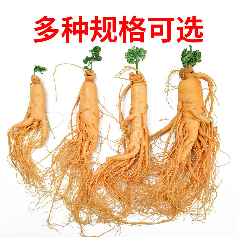 Fresh White Ginseng Root Extra Large Changbai Mountain Ren Shen Soup Tea Wine Ingredient - Image 2