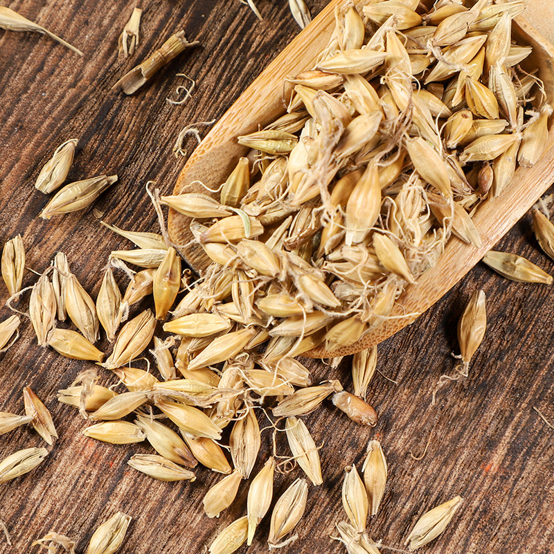 Malt (Hordeum vulgare) — Dried Food-Herb Grain for Tea, Soup & Congee - Image 2
