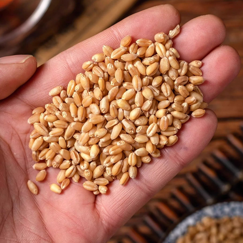 Huai Wheat Grain 500g Dried Fu Xiao Mai Traditional Chinese Herb for Decoction and Culinary Use - Image 2