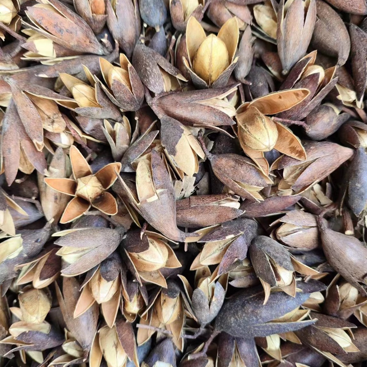 Xiang Chun Zi (Toona sinensis Seeds) — Dried Food Herb, 500g - Image 2