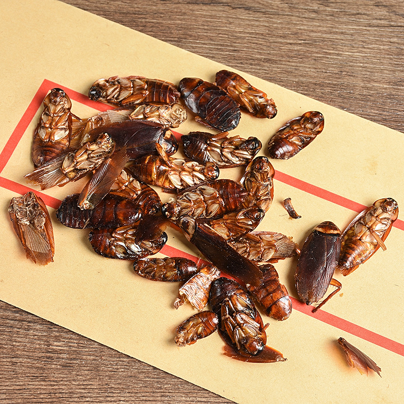 Fei Lian (Blatta orientalis) Dried Medicinal Insect — Traditional Chinese Herbal Material - Image 3