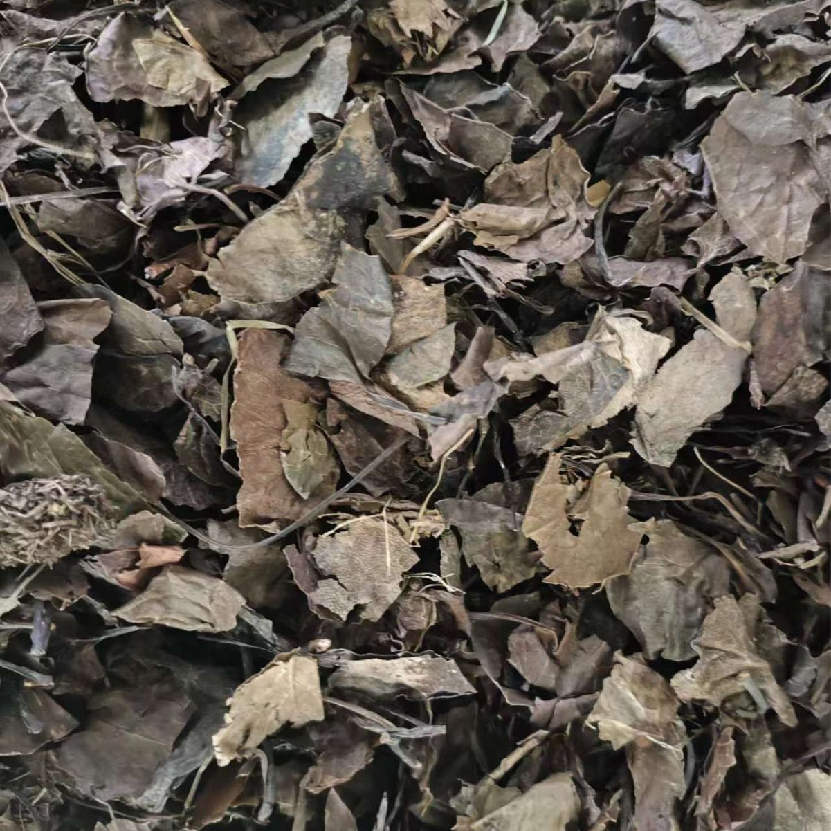 Lu Xian Cao (Pyrola calliantha) — Dried Deer-Hoof Herb, Food Herb for Tea & Soup - Image 4
