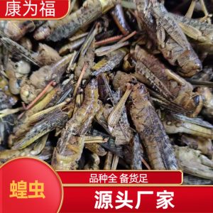 Dried Locust (Grasshopper) — Traditional Chinese Insect Herb, 500g