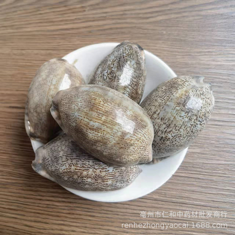 Purple Cowrie Shell Zi Bei Chi Dried Mineral Herb Traditional TCM Ingredient - Image 4