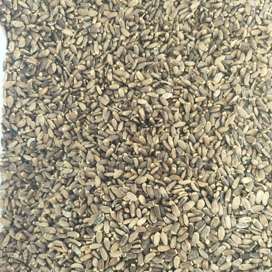 Milk Thistle Seed Powder (Silybum marianum) — Shui Fei Ji Herbal Powder, 500g - Image 2