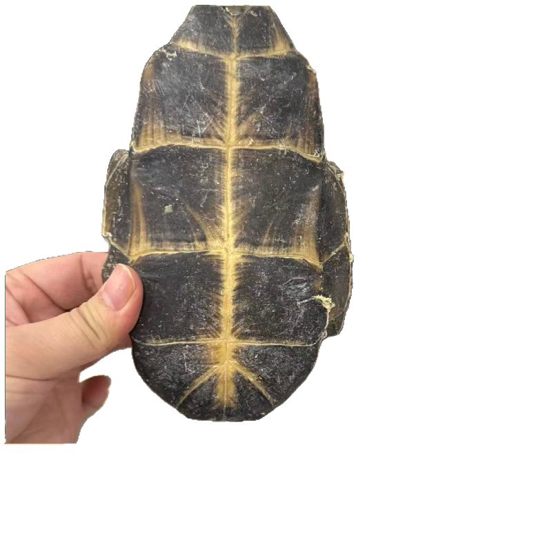 Tortoise Shell Gui Ban Dried TCM Herb Powder 500g Traditional Chinese Herbal Supplement - Image 5