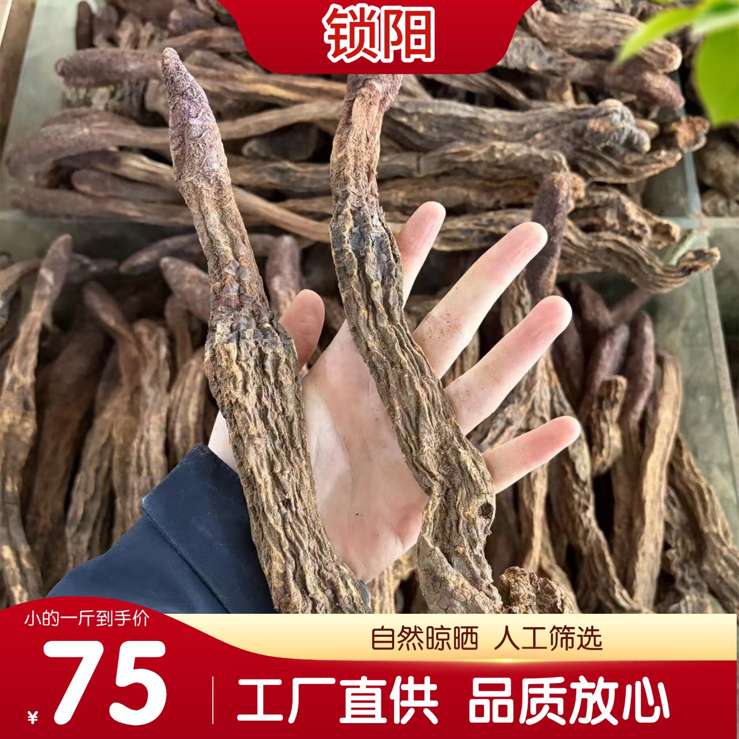 Dried Cynomorium Songaricum Suoyang Herb for Traditional Soup and Decoction - Image 4