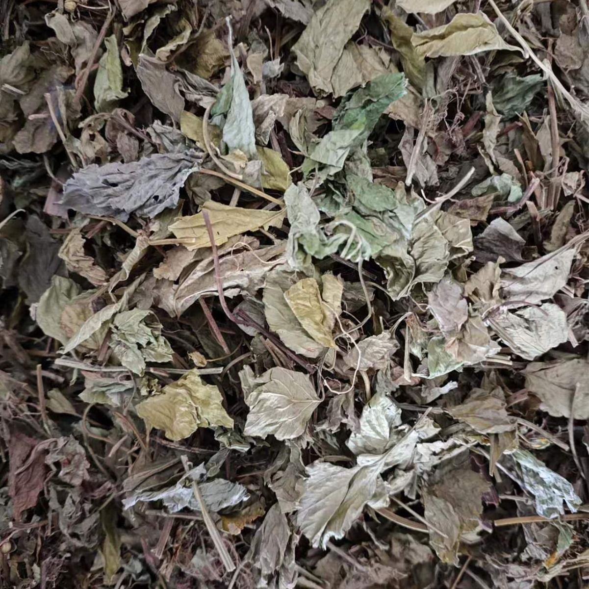 Ling Ling Xiang Powder (Lysimachia foenum-graecum) — Dried Aromatic Herb, 500g - Image 3