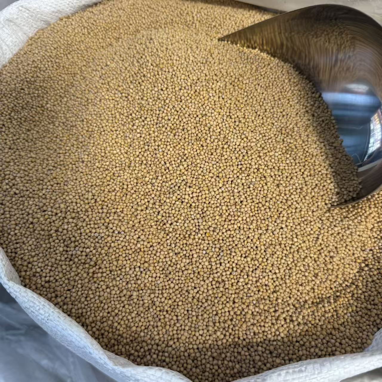 White Mustard Seed Bai Jie Zi 500g Dried Herbal Granules for Traditional Decoctions - Image 3