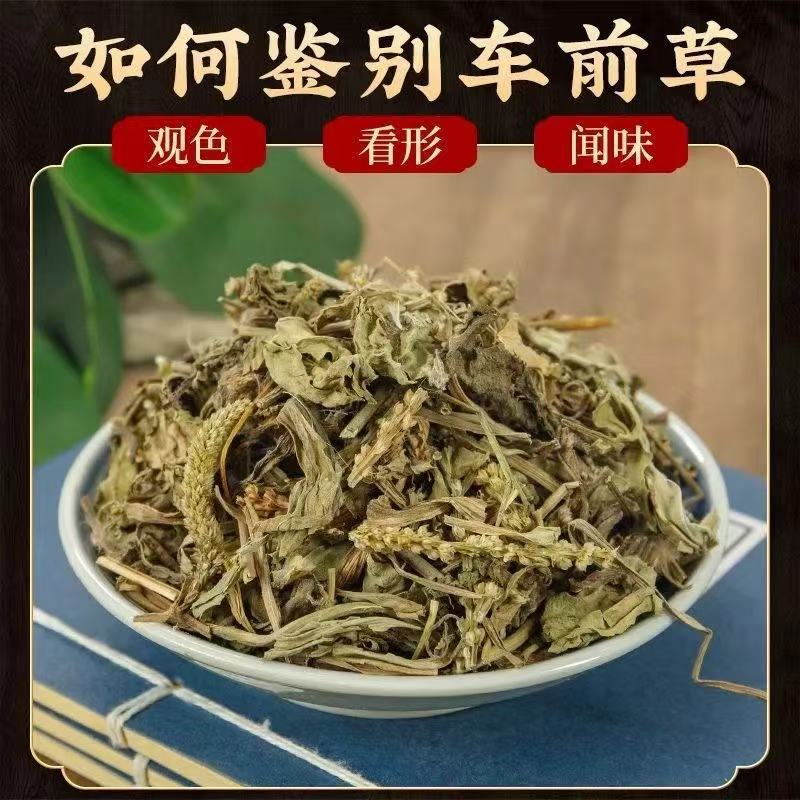 Dried Plantain Herb Che Qian Cao 40g Natural Sun Dried Whole Plant for Herbal Tea and Decoction - Image 3