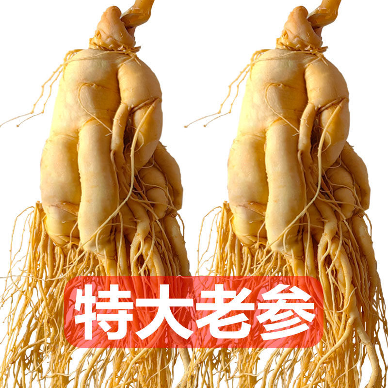Fresh Changbai Mountain Ginseng Ren Shen Whole Root for Wine Infusion and Soup Making Gift Box - Image 4