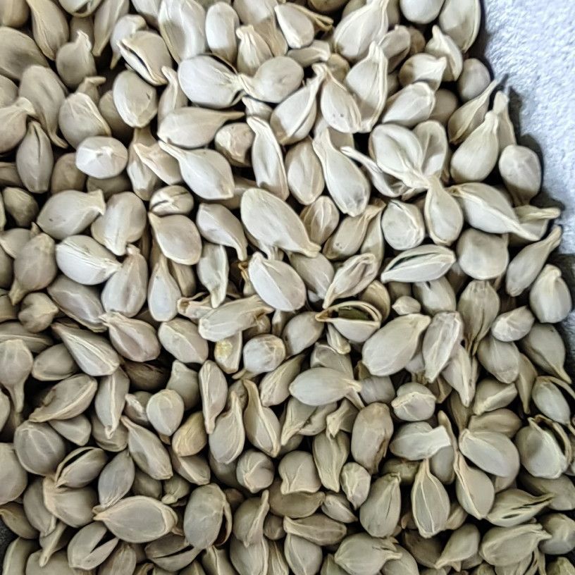 Ju He (Citrus reticulata Seed) — Dried Tangerine Seed for Herbal Decoction & Tea - Image 3