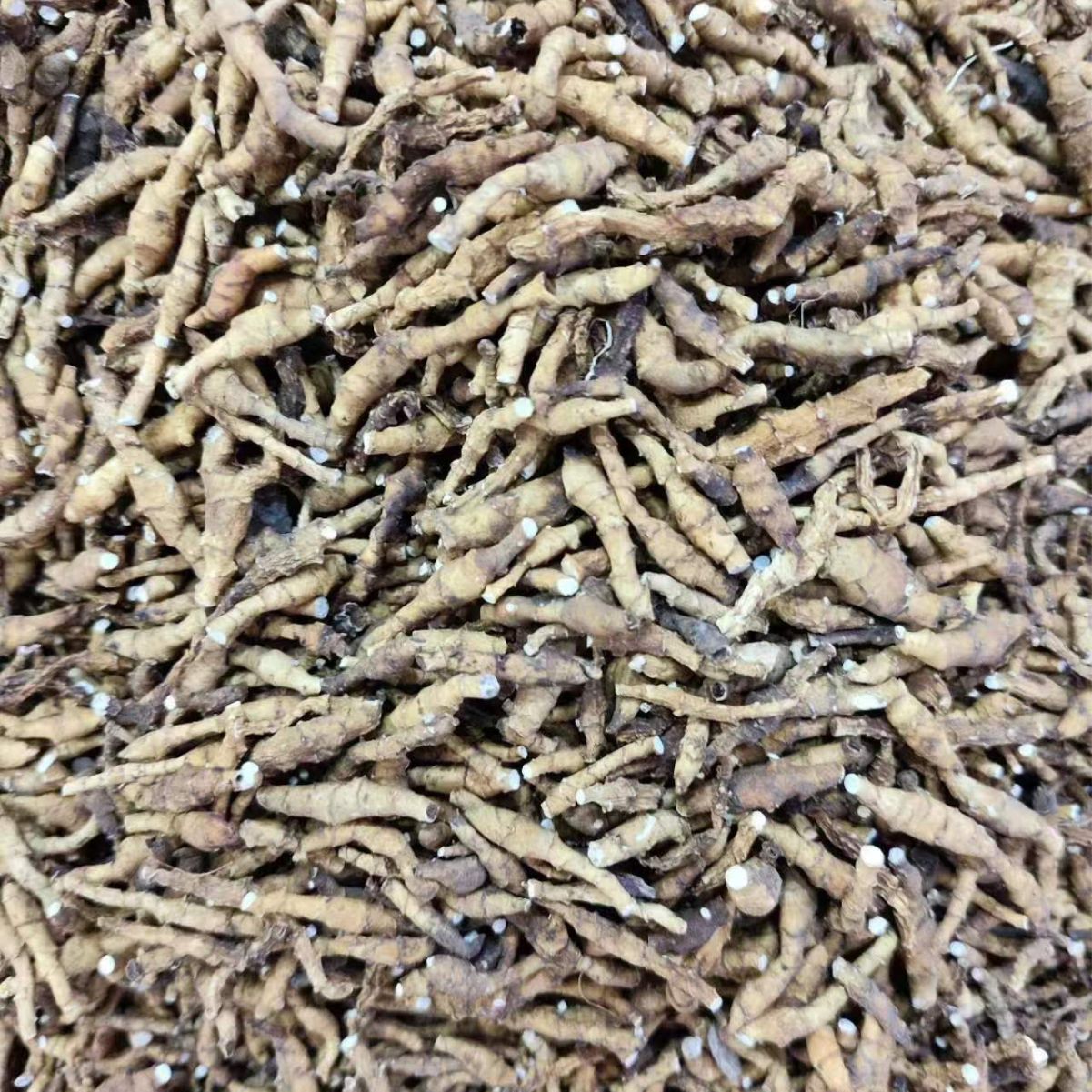 Jiu Jie Chang Pu (Anemone altaica) — Dried Rhizome, Powder Option, Food Herb - Image 3