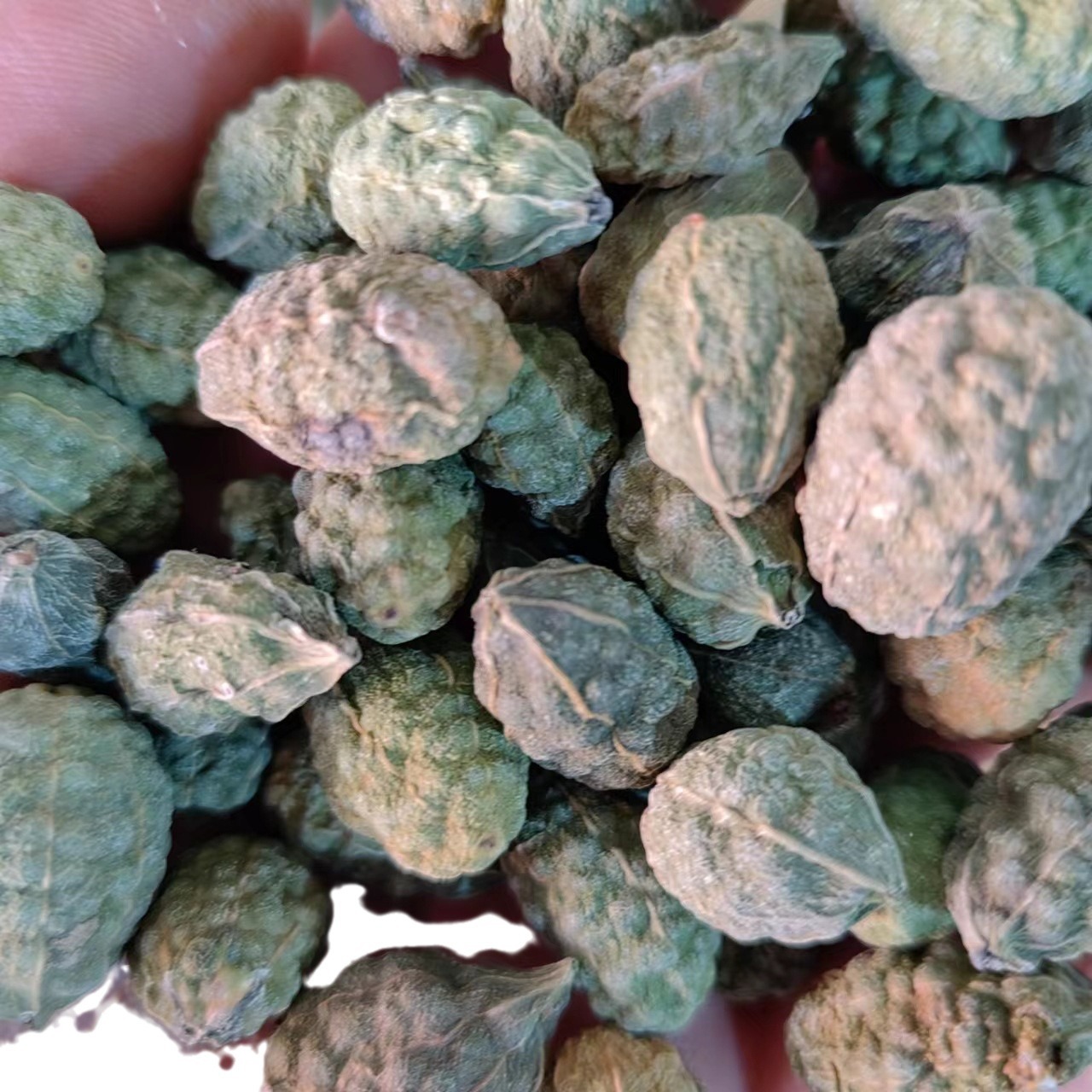 Wild Watermelon Fruit (Capparis spinosa) — Dried TCM Herb, 500g, Powder Available - Image 5
