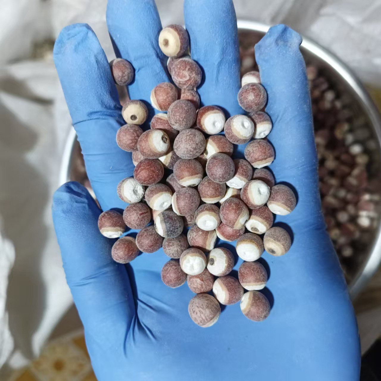 Dried Euryale Ferox Seeds Qian Shi 500g Chinese Herbal Food Grain - Image 3