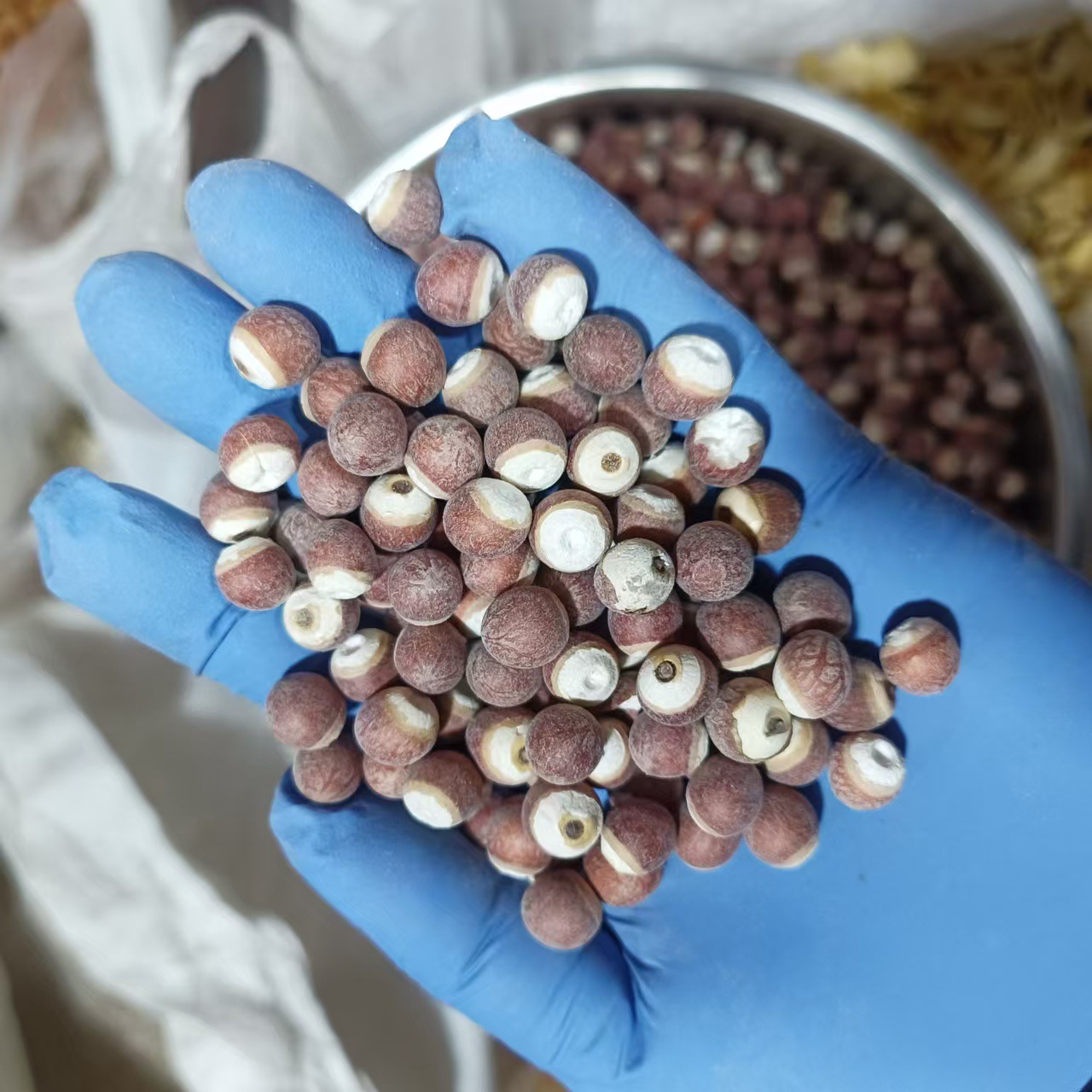 Dried Euryale Ferox Seeds Qian Shi 500g Chinese Herbal Food Grain - Image 4
