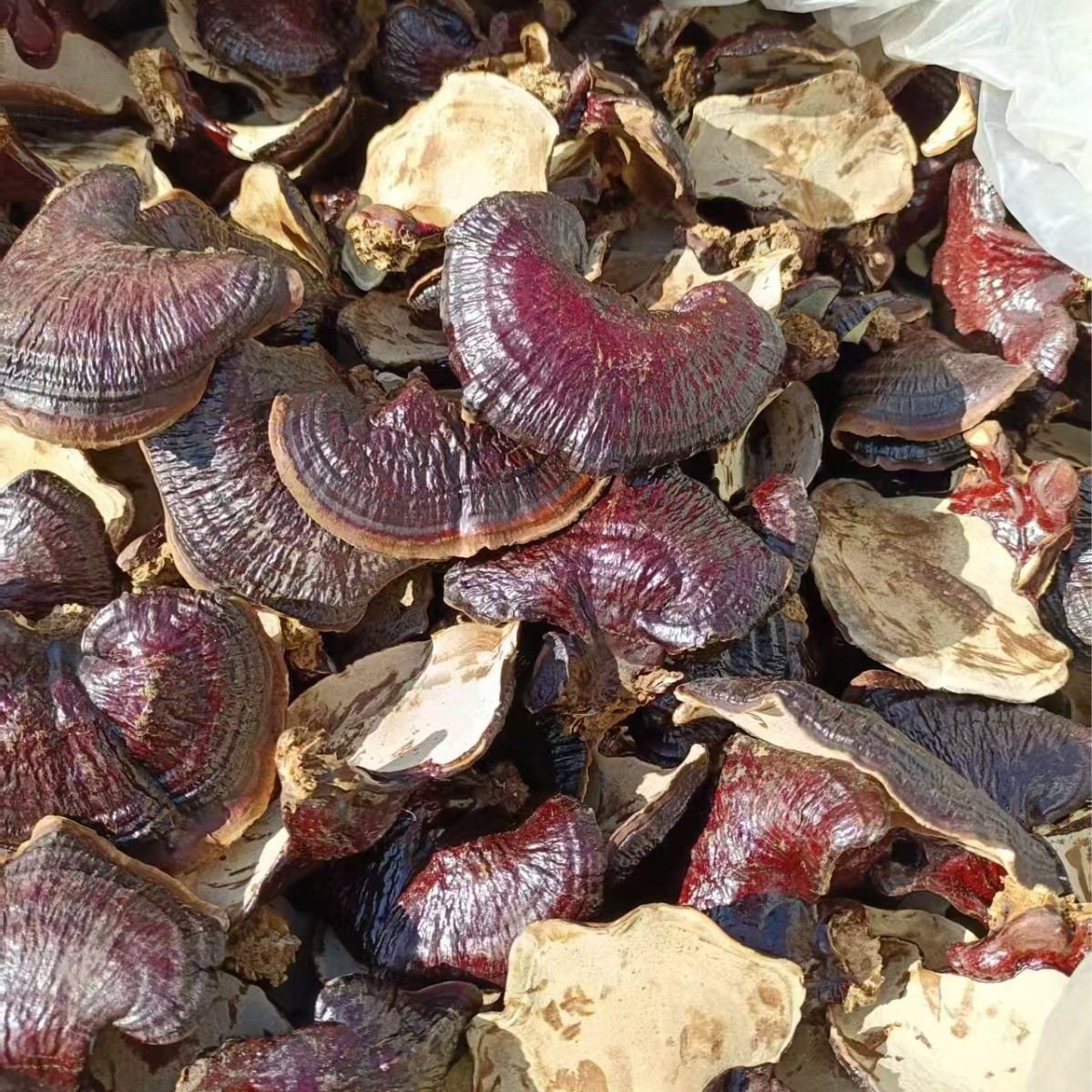 Dried Black Reishi Mushroom Whole Lingzhi Slices for Herbal Decoction and Wine Infusion 500g - Image 5