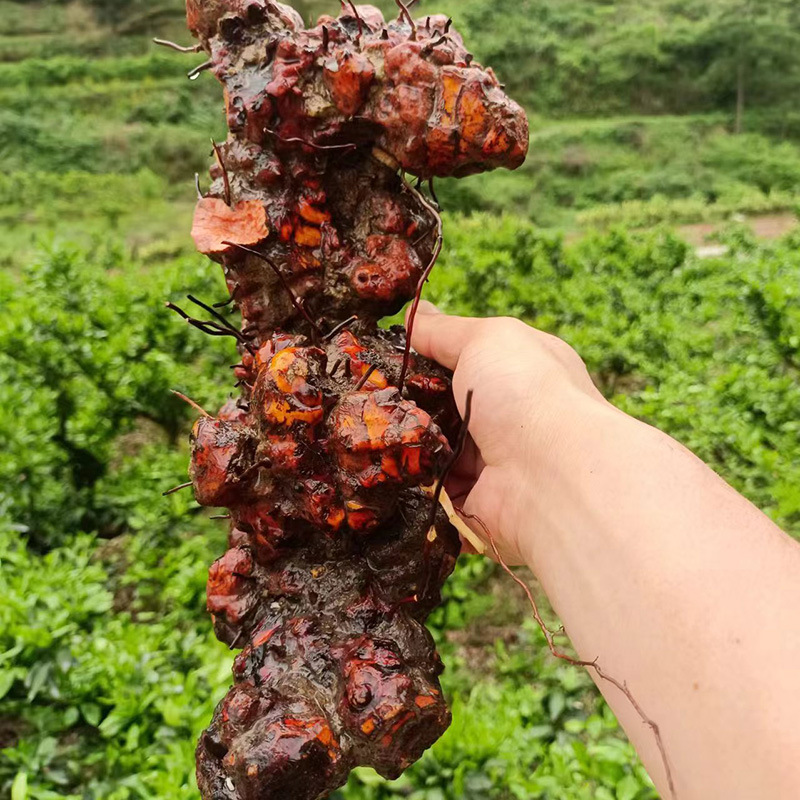 Wild Jin Gang Teng Smilax Root 金刚藤 Dried Herbal Root for Wine Infusion and Tea 2500g - Image 4