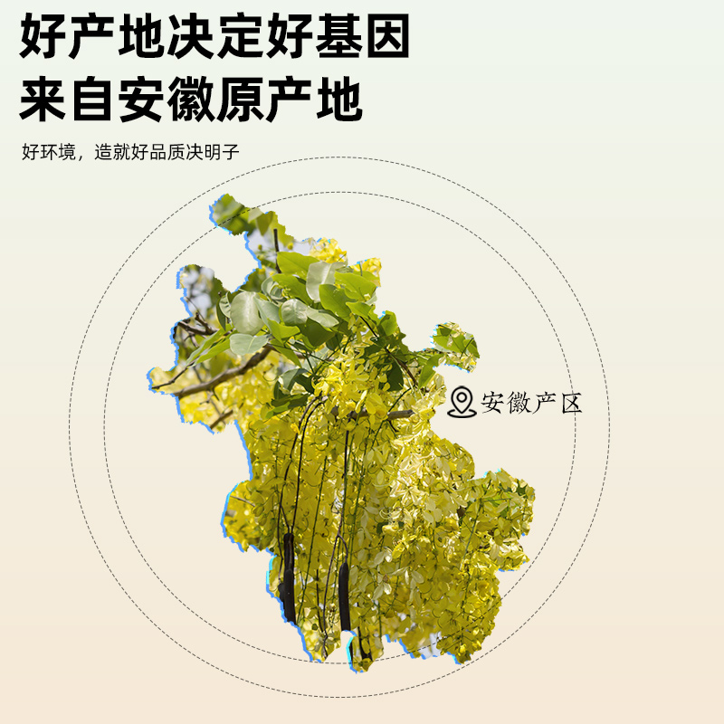 Roasted Cassia Seed Tea Jue Ming Zi 10A Premium Grade Loose Herbal Tea for Daily Brewing - Image 2