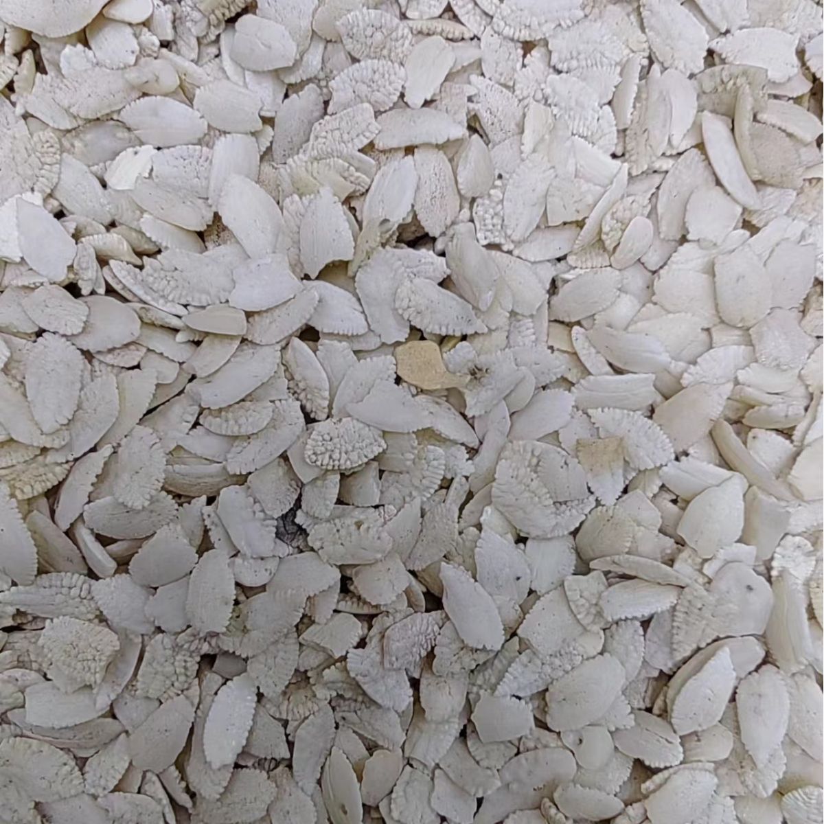 Yu Nao Shi (Fish Otolith / Fish Brain Stone) — Dried TCM Mineral Herb, 500g - Image 4
