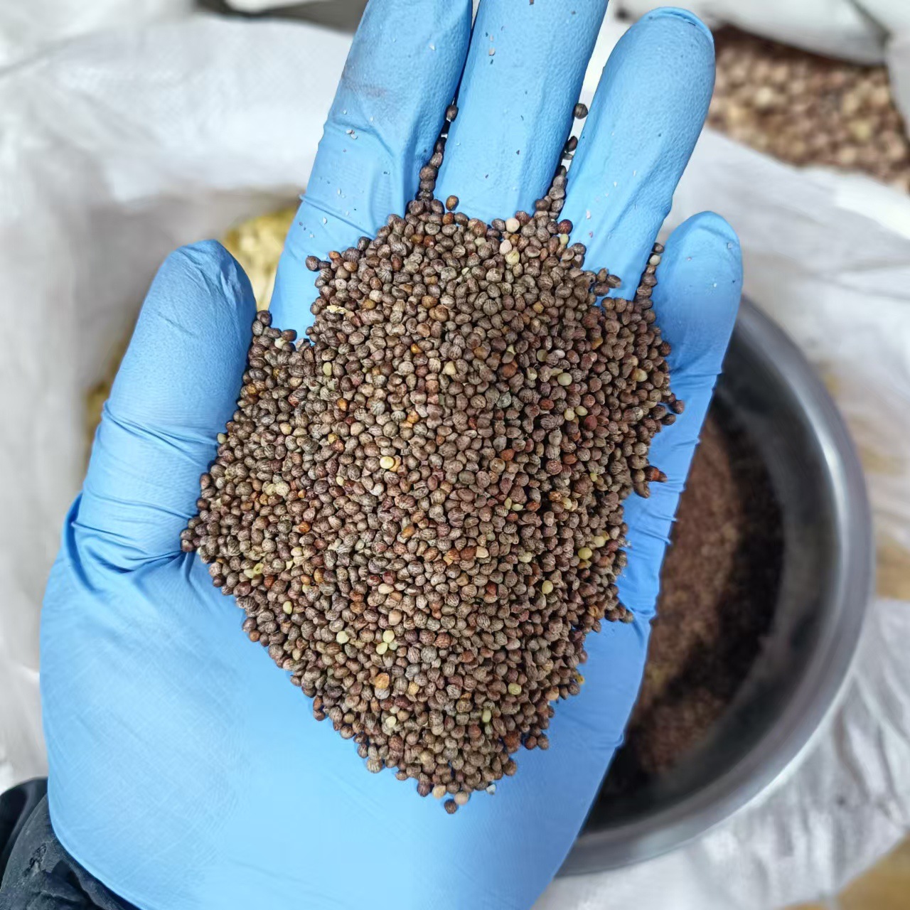Northeast Fresh Perilla Seeds Zi Su Zi Edible Perilla Seed 500g Direct from Jilin - Image 4