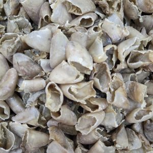Zhi Zhu Ti Jia (Prepared Pig's Hoof Shell) — Processed TCM Herbal Material, 500g