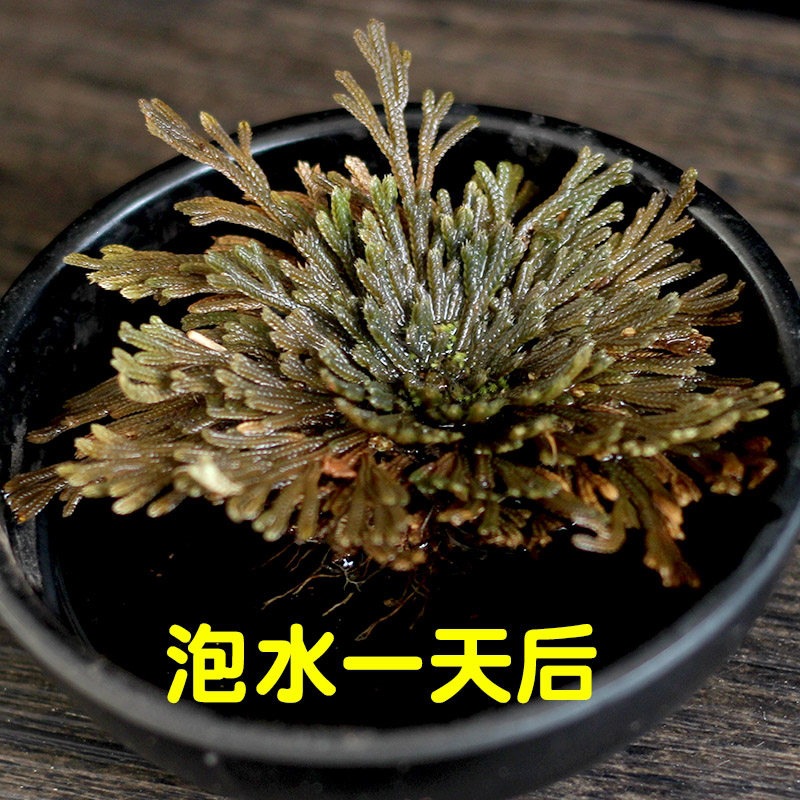 Dried Selaginella Herb Juan Bai 500g Resurrection Plant Raw Chinese Herbal Tea Material - Image 4