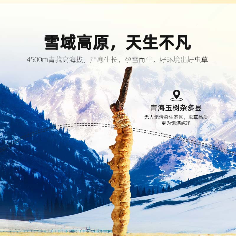 Premium Cordyceps Sinensis Dried Herb 1g Box 5 Stems Whole Fruiting Bodies for Traditional Soup and Decoction - Image 3