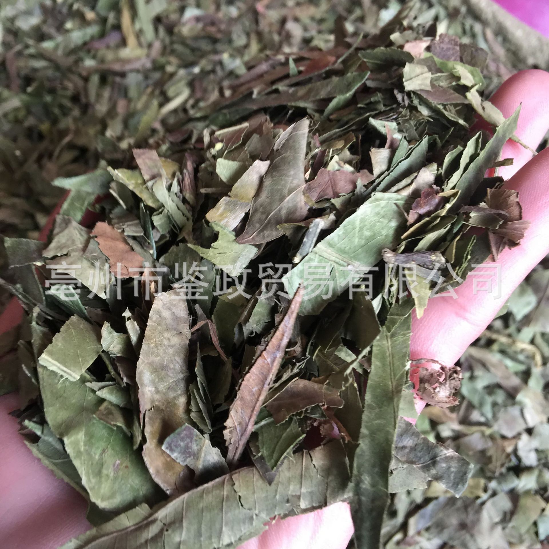 Dried Tangerine Leaf Ye Zi Loose Raw Herb 500g for Decoction and Tea - Image 2