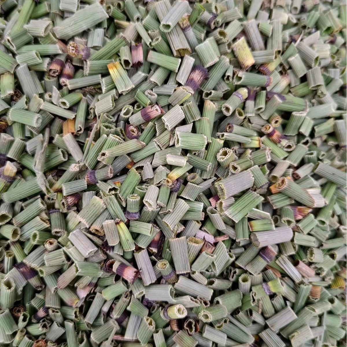 Mu Zei (Equisetum hyemale) — Dried Horsetail Herb, 500g, Food-Grade Botanical - Image 3