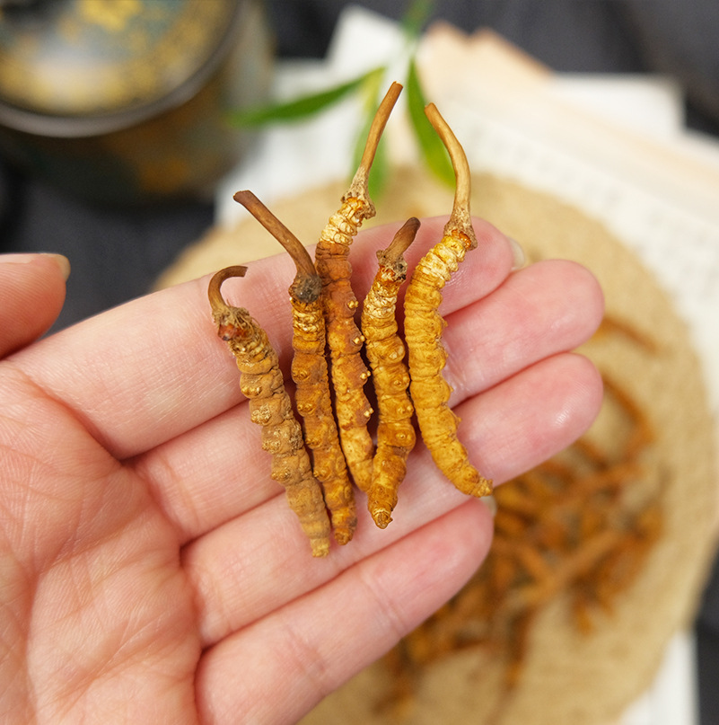 Premium Cordyceps Sinensis Gift Box Dried Tibetan Cordyceps for Traditional Herbal Soup - Image 3