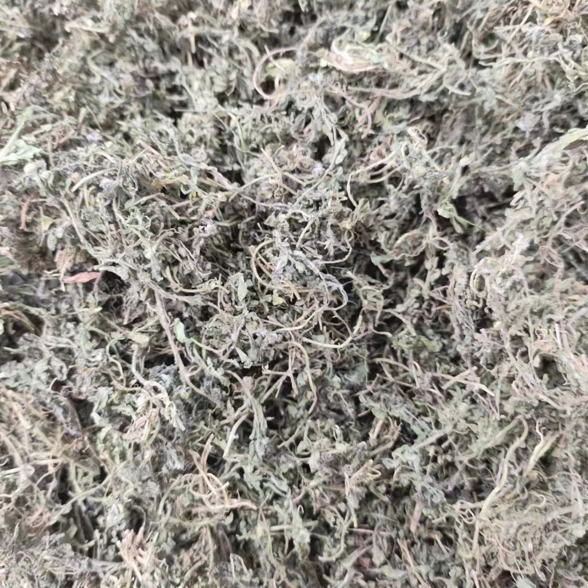 E Bu Shi Cao Powder (Centipeda minima) — Dried Food Herb, 500g - Image 3