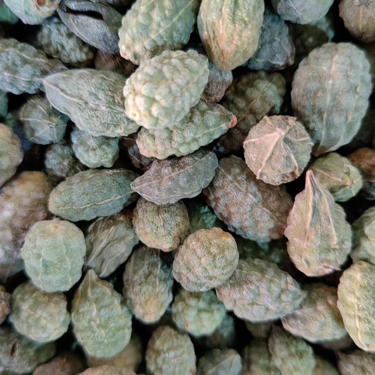 Wild Watermelon Fruit (Capparis spinosa) — Dried TCM Herb, 500g, Powder Available - Image 3
