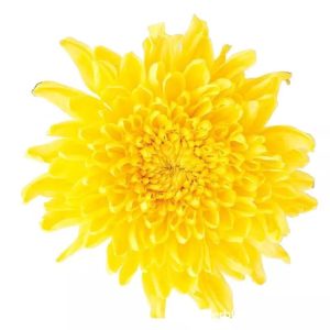 Golden Silk Chrysanthemum Tea Huang Ju Whole Flower Loose Herbal Tea 1 Piece Cup