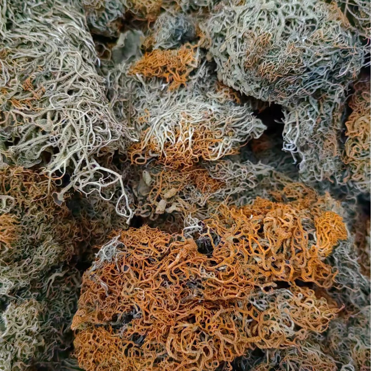 Jin Shua Ba (Song Shi Rui / Golden Broom Lichen) — Dried Chinese Herbal Ingredient, 500g - Image 2
