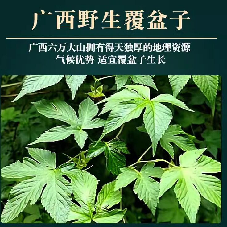 Fu Pen Zi Dried Raspberry Fruit 100g Wild Five-Lobe Rubus for Herbal Tea and Decoction - Image 2
