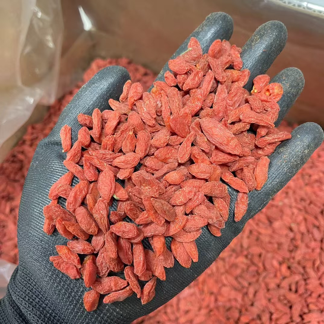 Dried Goji Berries Ningxia Premium Grade Large Fruit 250g Bag - Image 3