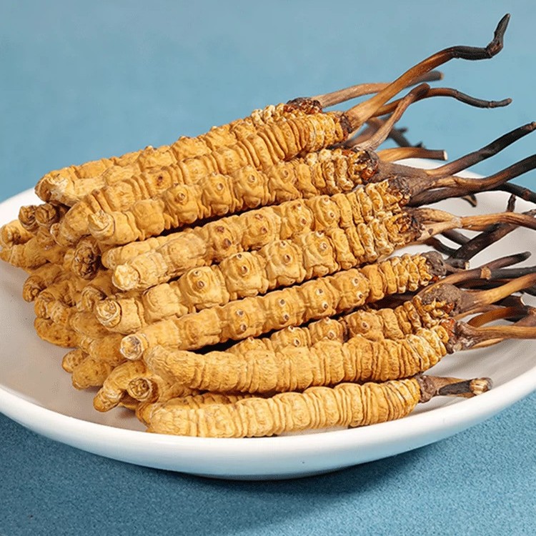 Cordyceps Sinensis Dong Chong Xia Cao Dried Whole Caterpillar Fungus Tibet Nagqu First Harvest Gift Box - Image 3