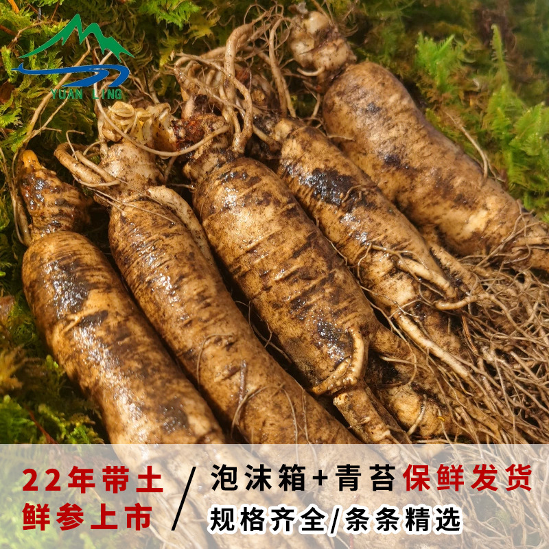 Fresh Ginseng Root with Soil Changbai Mountain Whole Root 500g Northeast Specialty - Image 3