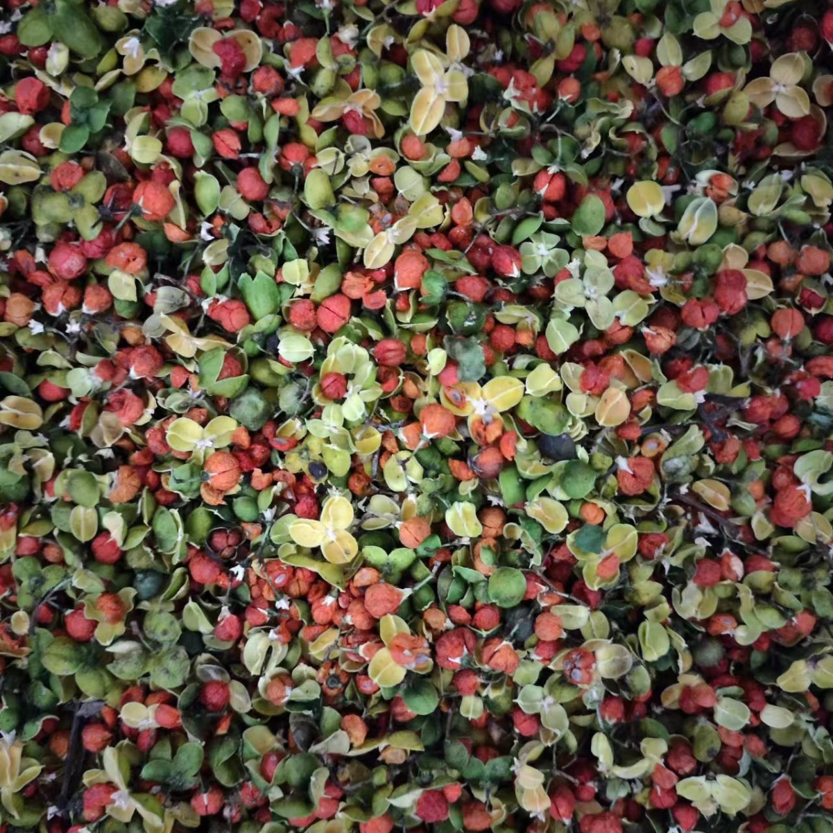 Nan She Teng Guo (Celastrus orbiculatus) — Dried Oriental Bittersweet Fruit for Herbal Tea & Powder - Image 4
