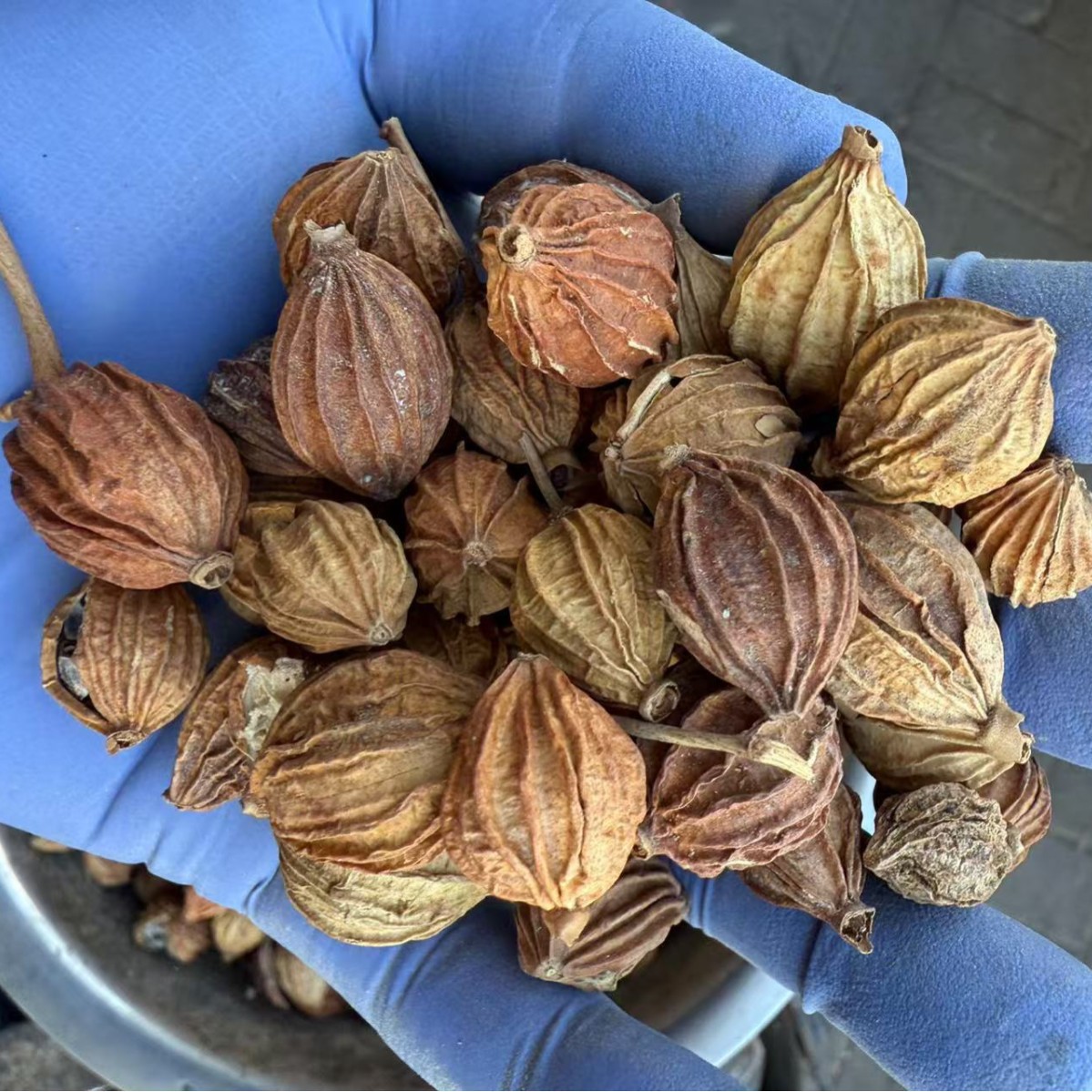 Dried Xiang Sha Spice Amomum Fruit 500g Premium Grade for Herbal Soups and Culinary Use - Image 4