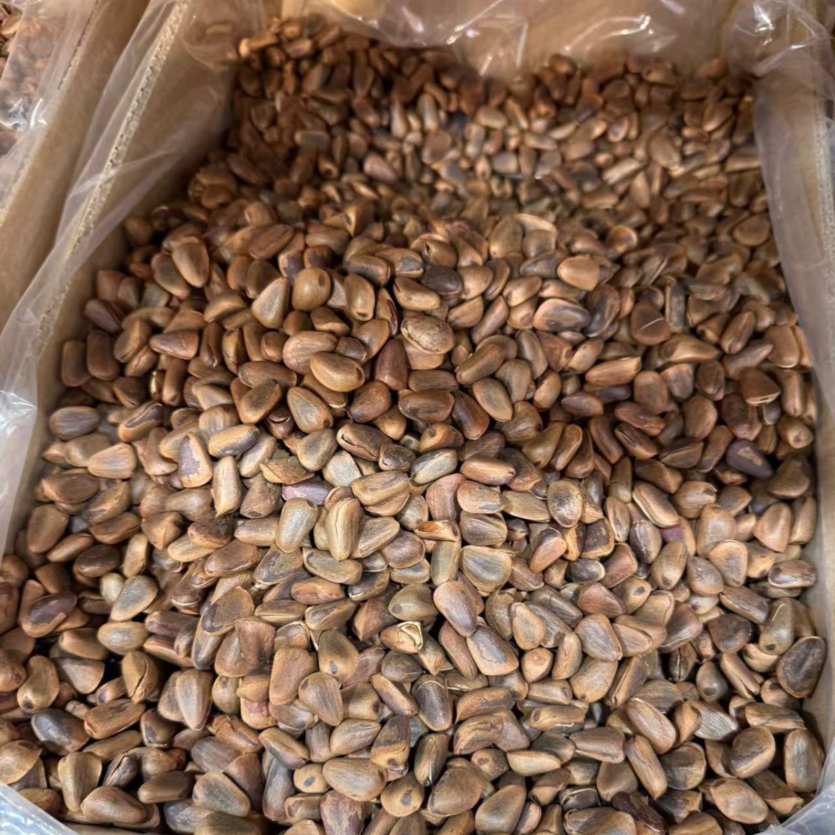 Northeast Open Shell Pine Nuts Hand Peeled Nut Kernels Fresh Snack Retail and Wholesale - Image 2
