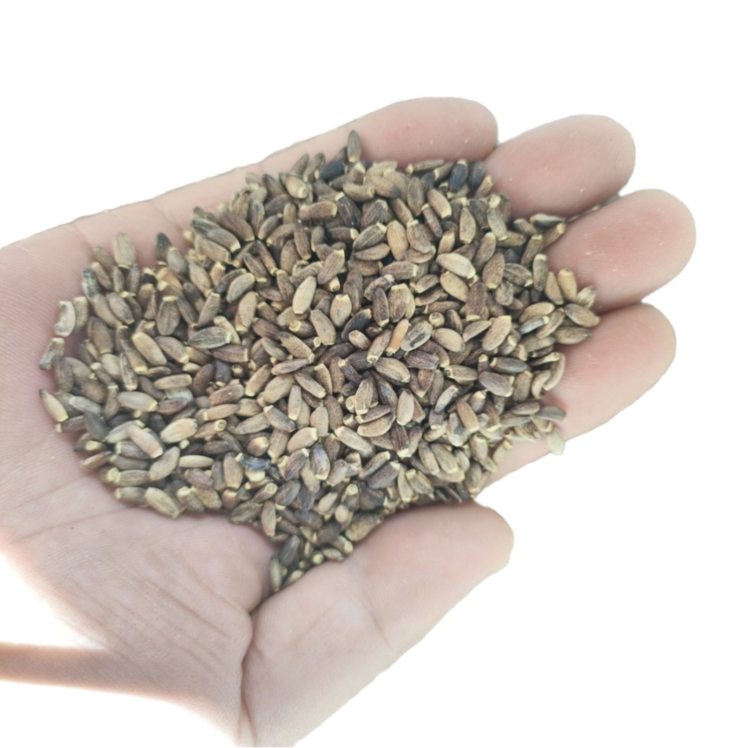 Milk Thistle Seed Powder (Silybum marianum) — Shui Fei Ji Herbal Powder, 500g - Image 5
