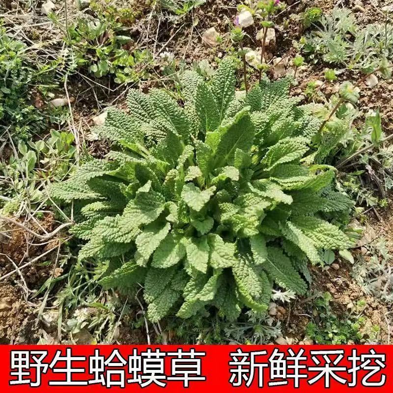 Dried Toad Herb Ha Ma Cao 蛤蟆草 Salvia plebeia Whole Herb 500g for Culinary Herbal Use - Image 2